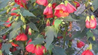 Larkspur Nursery Abutilon Collection [upl. by Araet822]