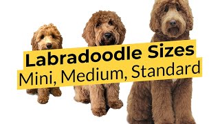 What Labradoodle Size is Best 🐶 Mini 🐶 Medium 🐶 Standard [upl. by Nonnarb670]