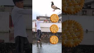 Spining Biscuits to to pigeon parrot owl the chicken funny vfx video shorts ytshorts [upl. by Aihsirt516]