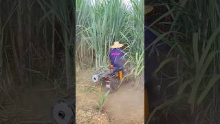 Sugarcane defoliation  good tools and machinery make work more efficient [upl. by Euqilegna]