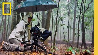 New Technologies Making Wildlife Cinematography More Accessible  National Geographic [upl. by Jason]