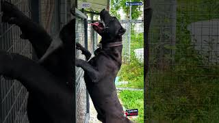 Most Dangerous dog breed Presa Canario viral shorts ytshorts shortvideo presacanario [upl. by Zedekiah]