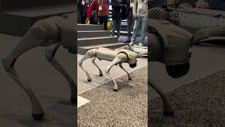 Unitree GO2 Robot Dog at CES 2024 [upl. by Lacy]