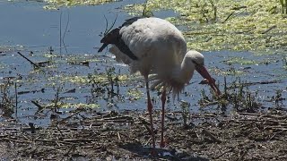 CIGÜEÑA CAPTURANDO CANGREJOS  PN Tablas de Daimiel Ciudad Real España [upl. by Assereht]