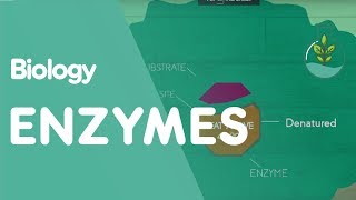 How Enzymes Denature  Cells  Biology  FuseSchool [upl. by Halimak]