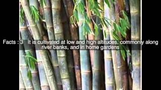 Dendrocalamus giganteus Top 7 Facts [upl. by Naujej]