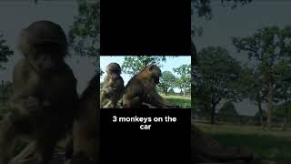 Unexpected Monkey Encounter Watch What Happens baboon knowsley themepark safaripark [upl. by Anikes]