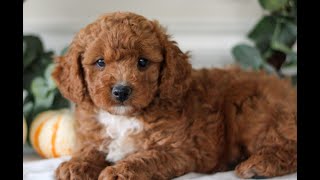 Cavachonpoo Puppies for Sale [upl. by Acemat]