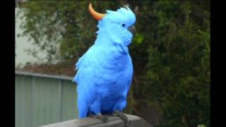 Rare Blue Cockatoo Discovered [upl. by Neruat]