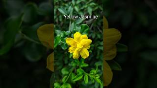 Wild Yellow Flowers shortclips wildlife [upl. by Einhapets702]