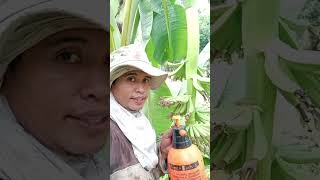 Lakatan farming1st blessings sa another area lakatan banana agriculture [upl. by Ulund]