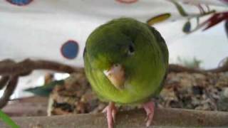 Lineolated Parakeet begging Please feed me [upl. by Ruamaj183]