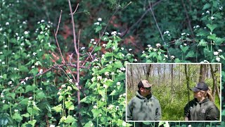 Deep Roots  Lunch and Learn Invasive Garlic Mustard ID amp Removal with MDC [upl. by Lorinda]