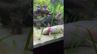 axolotl axolotls axolotes axolotllove [upl. by Carlota]