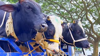 cow unloading cow videos cow video animal big cow goru hamba cow Ep26 [upl. by Hartzel675]