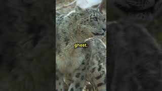 Cassowaries Powerful Kicks and Other Jaw Dropping Animal Facts polarbear falcon snowleopards [upl. by Assirok]