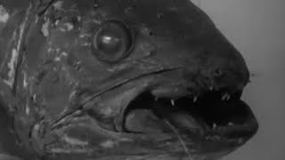 Scientific Sensation of the Century Coelacanth  Zoo Quest to Madagascar  BBC Earth [upl. by Hallsy]