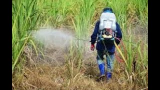 Best herbicides for weed control in corn and sugarcane [upl. by Darya862]