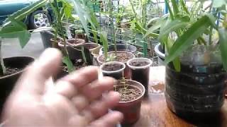 Paano Diligan ang Halaman sa Paso How to Water Plants in Container  with English subtitle [upl. by Cralg]