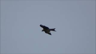 Red kites hunting over Beacon Hill El Condor Pasa [upl. by Aerdied]