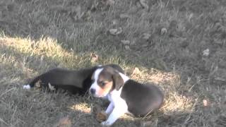 Beagle Puppies for Sale 91013 [upl. by Gardas]