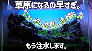 2週間でほぼ水草の絨毯完成。注水ampフィルター設置！244【アクアリウム】 [upl. by Ludwig]