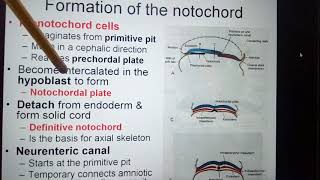 Mesoderm amp Formation of the notochord amp Cloacal membrane amp Allantois [upl. by Pyle]