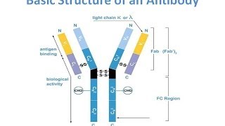 Antibody purification Methods [upl. by Ennagem]