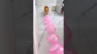 Dog balloon popingballonpop balloon dog [upl. by Jp]