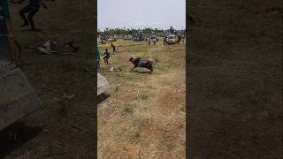 manjuvirattu jallikattu videoshort videography status [upl. by Heaps]