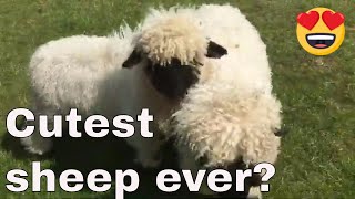 Swiss Valais Blacknose Sheep Worlds cutest sheep Moorparks Devon [upl. by Folsom]