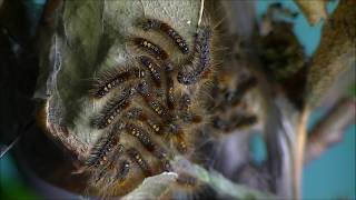 Browntail moth caterpillars on nest [upl. by Ilene]