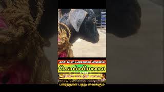 கொல்லிமலை மர்மங்கள் Maasi Periyanna Swamy kolli Hills Secrets [upl. by Oluas420]