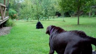 EPIC CHOCOLATE LAB vs STUFFED GORILLA PRANK [upl. by Bina]