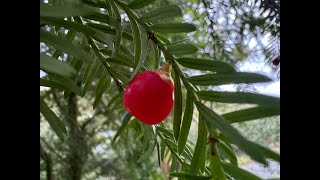 Irelands Native Trees  EPISODE 11 YEW TREE [upl. by Dasie]