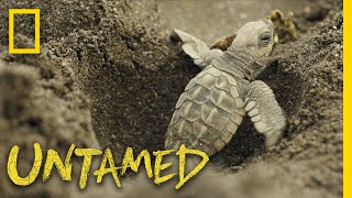 Surviving Sea Turtles  Untamed [upl. by Htnicayh665]