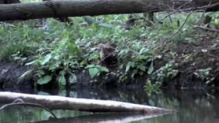 Fishing in Central New York Limestone Creek [upl. by Enaelem354]