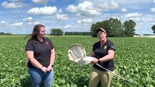 MidSeason Soybean Pest Management [upl. by Malik760]