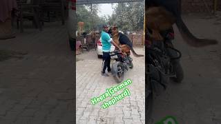 German shepherd bike chalate huegermanshepherd doglover [upl. by Tressa184]