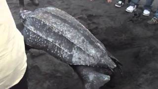 Leatherback Sea Turtle Nesting at Rosalie Bay Resort Dominica [upl. by Irwin]