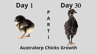 Australorp Chicks Growth Part 1  Day 1 to 30 [upl. by Eldora902]