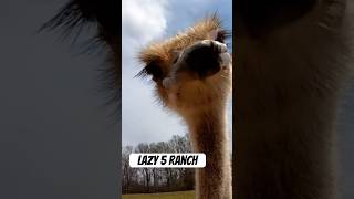 Fun at Lazy 5 Ranch animals lazy5ranch mooresvillenc buffalo ostrich ranch animaltherapy [upl. by Saxen]