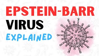 What is the EpsteinBarr Virus  2 Minute RAPID REVIEW [upl. by Reitman887]