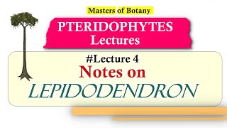 Lecture 4  Lepidodendron Fossil Life Cycle  Pteridophyta Lecture Notes [upl. by Aholah260]