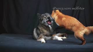 Fox pesters Husky to play [upl. by Monson47]