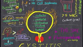 Cystitis Review in 4 minutes All you need to know [upl. by Nwatna]