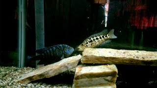 JACK DEPSEY CICHLID VS JAGUAR CICHLID [upl. by Wyatt]