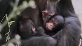 Wild Alpha Male Ape Meets his Baby Twin Chimpanzees in the African Jungle  BBC Studios [upl. by Leeth179]