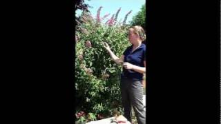 How to Propagate a Butterfly Bush [upl. by Arlina]