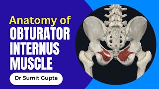 OBTURATOR INTERNUS MUSCLE 3D ANATOMY [upl. by Dorlisa668]